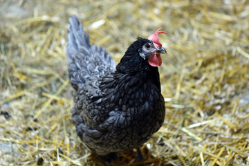 chickens and roosters in a children's contact zoo