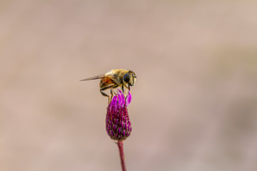 flower, bee, insect, nature, thistle, macro, plant, purple