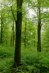 Fototapeta premium Rotbuchenwald mit Naturverjüngung