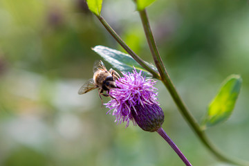 flower, bee, insect, nature, thistle, macro, plant, purple