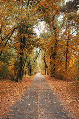 autumn park and yellow trees. road to the distance. vertical photo. alley