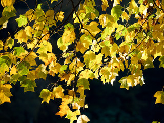 Autumn leaves in sun