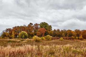 Autumn landscape. Orange field with trees and stormy sky