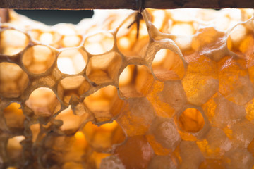 Bee honeycombs, honey in bee honeycombs