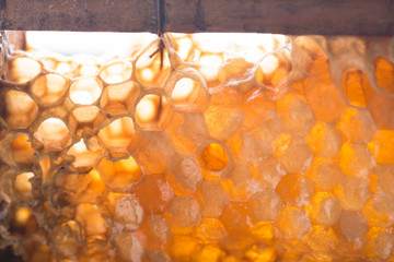 Bee honeycombs, honey in bee honeycombs