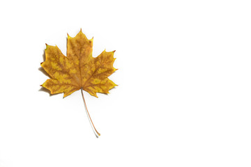 One yellow maple leaf on a white background. There is a place for text. Free space. Copy space. Autumn concept.