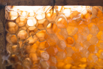 Bee honeycombs, honey in bee honeycombs