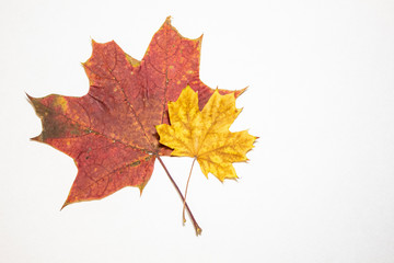 Two maple leaves on a white background. Isolated. There is a place for text. Free space.