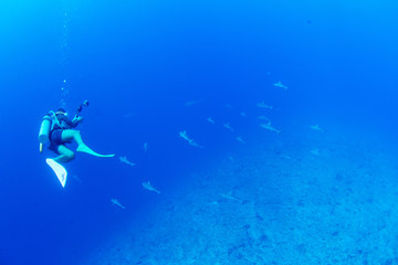 Obraz premium パラオ_ペリリュー_スキューバダイビング