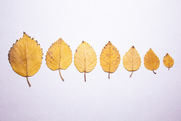 Yellow autumn leaves laid out on a white background. From big to smaller. Isolated. There is a...