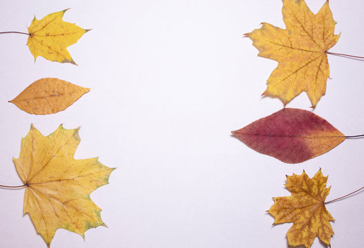 Yellow leaves on a white background. There is a place for text. Free space. Copy space. Frame, background. Autumn concept.
