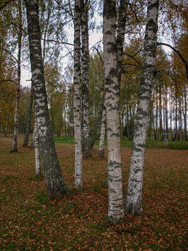 picture with white birches on autumn evening