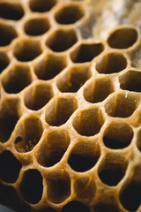 Bee honeycombs, honey in bee honeycombs