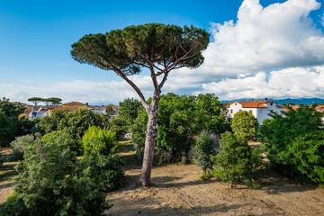 Fototapeta na wymiar Pinus pinaster, the maritime pine or cluster pine, is a pine native to Mediterranean region.