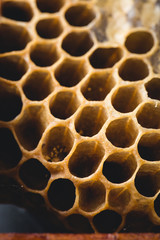 Bee honeycombs, honey in bee honeycombs