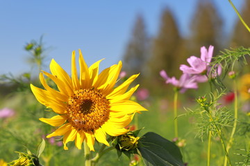 Beautiful Sunflower blooming in flower garden, Chiba, Japan
