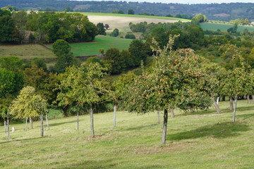 Paysage Campagne 547