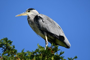 great blue heron on branch