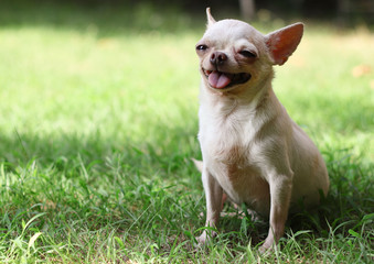 Portrait of white short hair chihuahua dog sitting in the green grass and smiling. copy space.