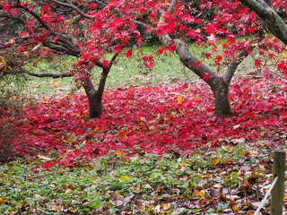 Autumn colour in the English countryside