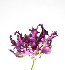 Fototapeta na wymiar violet rococo tulip isolated on white background