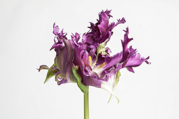violet rococo tulip isolated on white background