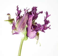 violet rococo tulip isolated on white background