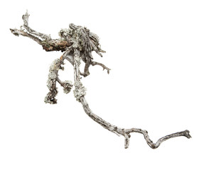 Obraz premium isolated natural weathered pine root 