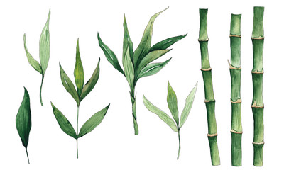 Watercolor handpainted green bamboo leaves on white background