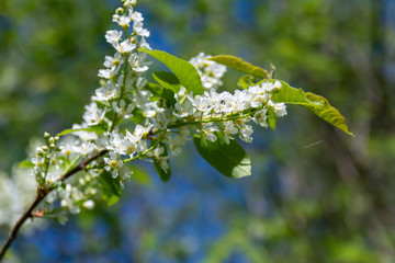 flowers in spring