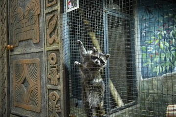 raccoons in a children's contact zoo