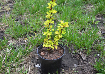 Berberis thunbergii aurea. Berberis thunbergii, the Japanese barberry, Thunberg's barberry, or red barberry, is a species of flowering plant in the barberry family