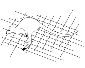 Kangaroo outline. Isolated. Flat vector icon. Vector graphics. Banner, poster, flyer.