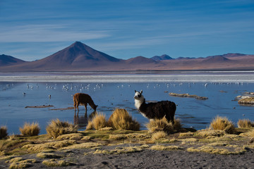 Laguna Colorada Bolivien