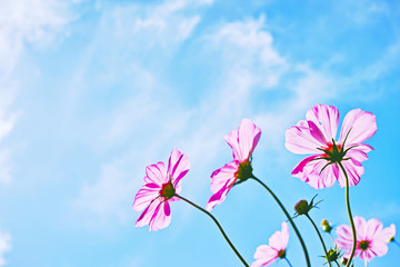 雲のある青空とマゼンタのコスモスの花