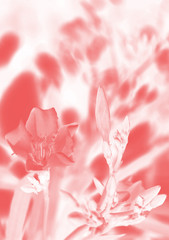 Abstract pink flower background