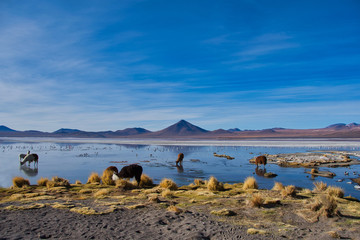 Laguna Colorada Bolivien