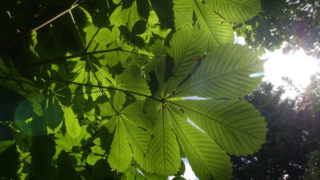 Hojas de casta&ntilde;a pilonga