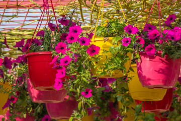 Fototapeta na wymiar Colorful hanging flower baskets full of bloomed petunias