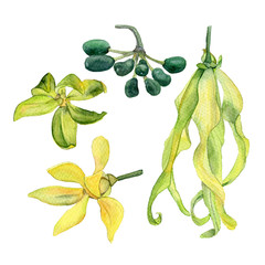 Watercolor ylang ylang (Cananga tree) collection. Hand painted leaves and flowers isolated on white background. Herbal medicine and aroma therapy. Watercolor illustration of Ylang-Ylang.
