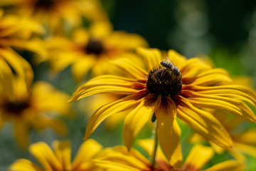 Big yellow daisies close-up 4
