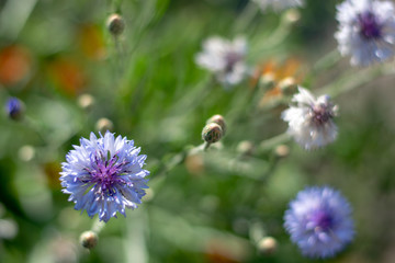 Blue cornflowers close-up 2