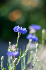 Blue cornflowers close-up 5