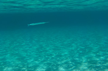 Fototapeta na wymiar needlefish in the turquoise clear sea in Sardinia island