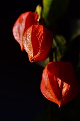red physalis on black background