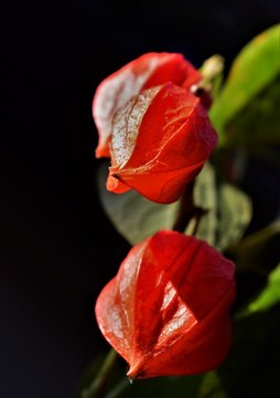 red phisalis on black background