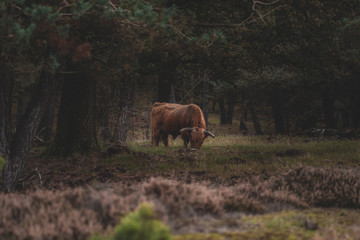 Animals in the woods of National parc de Hoge Veluwe in the Netherlands, Wildlife