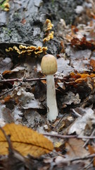 Parasolpilze im Pfälzer Wald 