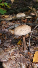 Parasolpilze im Pfälzer Wald 