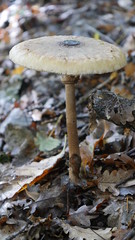 Parasolpilze im Pfälzer Wald 